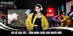 Đá gà cựa sắt